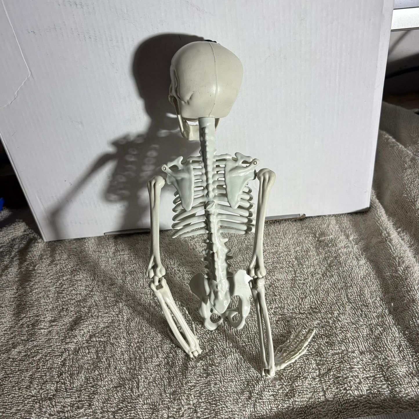 Skeleton - Toy