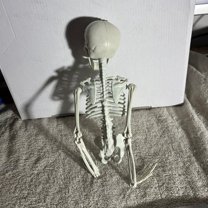 Skeleton - Toy